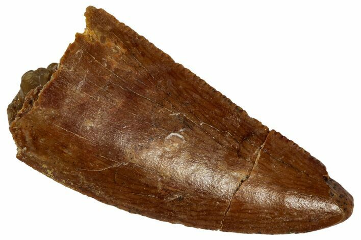 Serrated Raptor Tooth - Real Dinosaur Tooth #332216